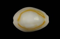 藏品(金環寶螺)的圖片